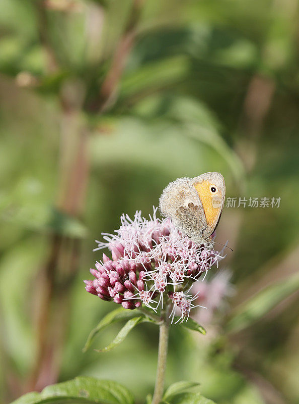 小石南蝴蝶(Coenonympha pamphilus)